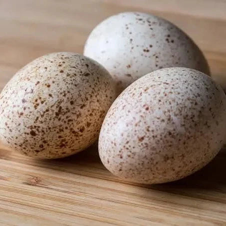Turkey Eggs