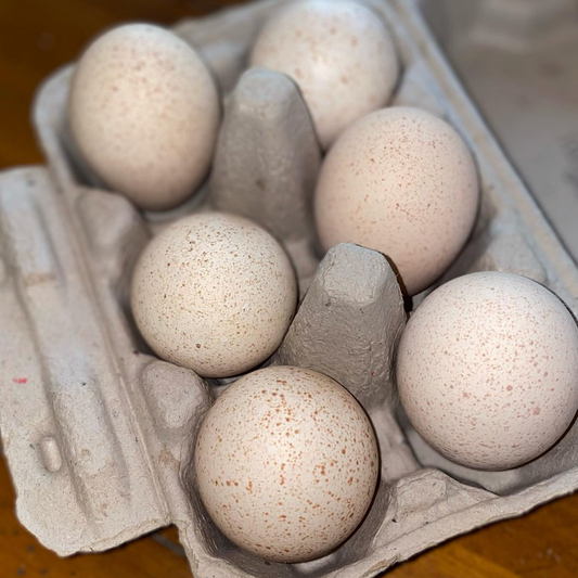 Turkey Eggs